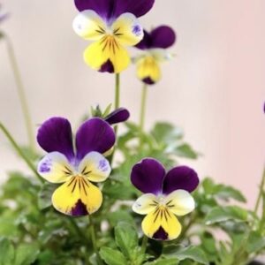 Minskun Kesähuivi -setti